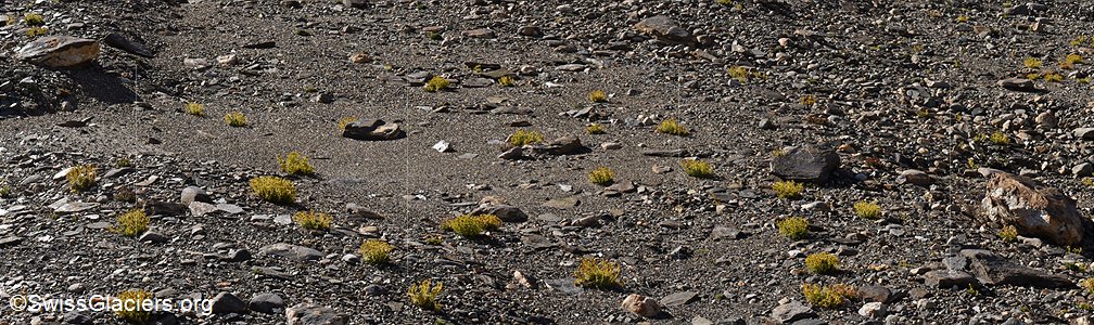 29.09.2016: Griesgletscher (Walliser Alpen), Vegetation
