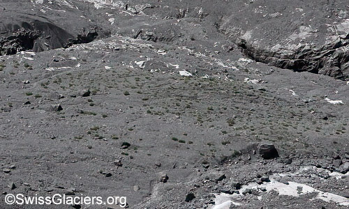 Begrüntes nördliches Gletschervorfeld. Stand 18.7.2024