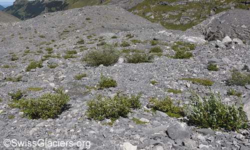 Begrüntes nördliches Gletschervorfeld. Foto vom 7. September 2024.