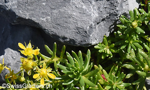 Bewimperter Steinbrech (Lat.: Saxifraga aizoides)