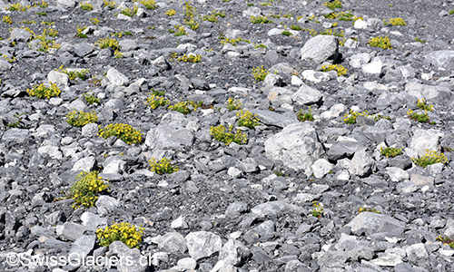 Bewimperter Steinbrech Übersicht(Lat.: Saxifraga aizoides)