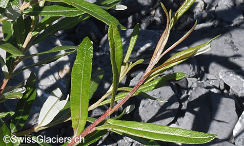 Blätter des kleinen Strauchs