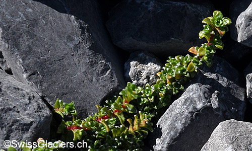Blätter des zweiblütigen Steinbrechs (Lat.: Saxifraga biflora)