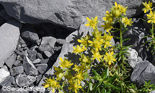 Bewimperter Steinbrech (Lat.: Saxifraga aizoides)