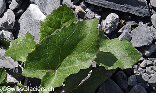 Blätter einer noch nicht bestimmten Pflanze.