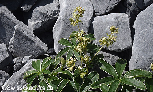 Glänzender Silbermantel (Lat.: Alchemilla nitida)