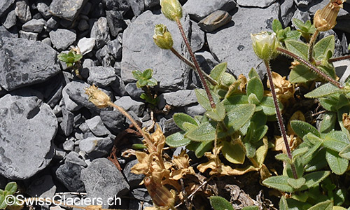 Verblühtes breitblättriges Hornkaut (Lat.: Cerastium latifolium)