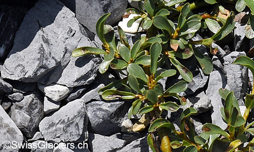 Stumpfblättrige Weide (Lat.: Salix retusa)