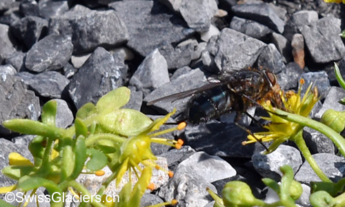 Fliege auf bewimpertem Steinbrech.