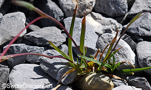 Wahrscheinlich Blätter der Alpen-Vogelfuss-Segge (Lat.: Carex ornithopodioides)
