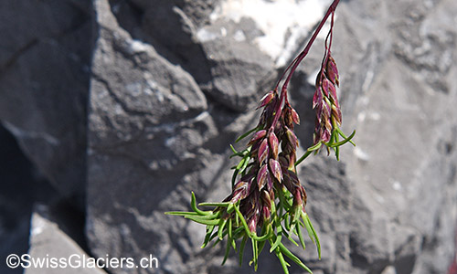 Wahrscheinlich Ähren der Alpen-Vogelfuss-Segge (Lat.: Carex ornithopodioides)