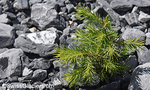 Kleine 
Rottanne (Fichte, Lat.: Picea abies). Mehrere Exemplare entdeckt.