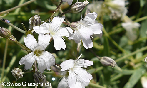 Blüten des kriechenden Gipskrauts (Lat.: Gypsophila repens.)