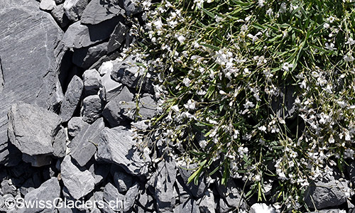 Kriechendes Gipskraut (Lat.: Gypsophila repens)
