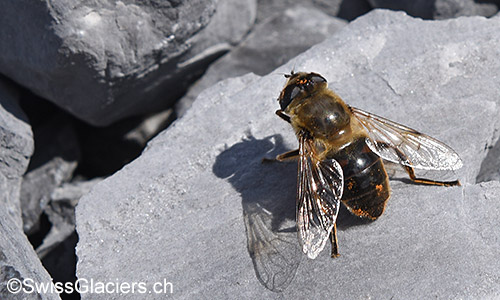 Mistbiene (Lat.: Eristalis tenax)