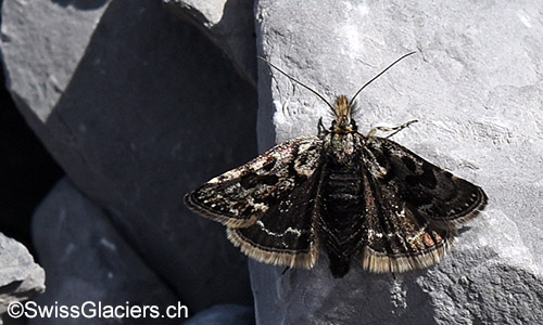 Moränenzünsler (Lat.: Catharia simplonialis)