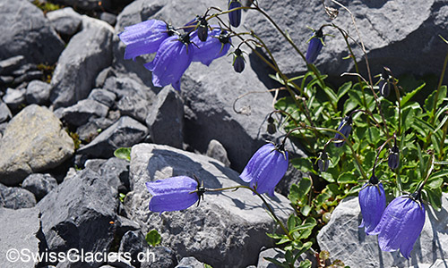Liebliche Glockenblume (Lat.: Campanula cochleariifolia)