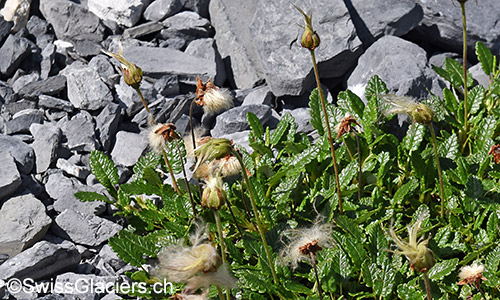 Verblühte Silberwurz (Lat.: Dryas octopetala)