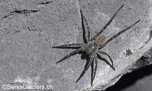 Wolfsspinne der Art Pardosa saturatior (Lat.: Pardosa saturatior)
