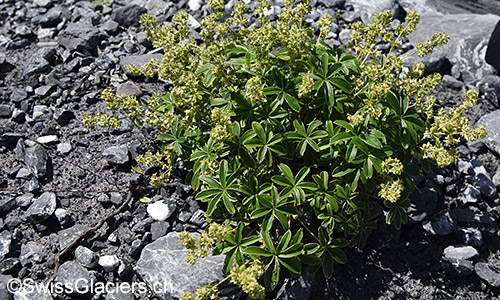 Glänzender Silbermantel (Lat.: Alchemilla nitida)