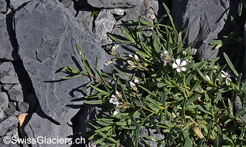Kriechendes Gipskraut (Lat.: Gypsophila repens)