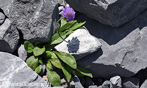 Glänzende Skabiose (Lat.: Scabiosa lucida)