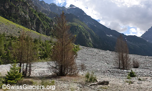Gasteretal: Abgestorbene Fichten. Foto vom 20.7.2024.