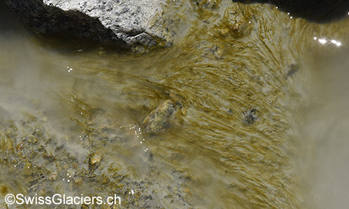 Algen im Gletscherbach im Vorfeld des Gruebengletschers am 9.8.2019.