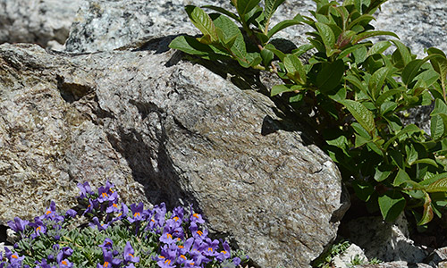 Alpen-Leinkraut (Lat.: Linaria alpina ssp alpina ) und kleiner Busch im Vorfeld des Gruebengletschers am 9.8.2019.