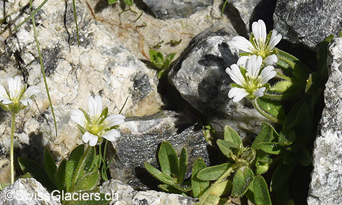 Breitblättriges Hornkraut (Lat.: Cerastium latifolium) im Vorfeld des Gruebengletschers am 9.8.2019.