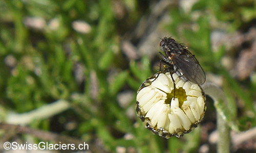 Gruebengletscher: Fliege auf Blüte im Gletschervorfeld am 9.8.2019