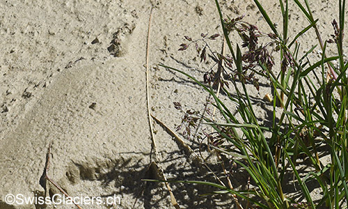 Gräser im Vorfeld des Gruebengletschers am 9.8.2019.