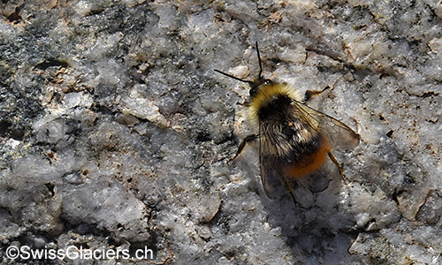Gruebengletscher: Hellgelbe Erdhummel (Lat.: Bombus lucorum) auf Felsblock im Gletschervorfeld am 9.8.2019