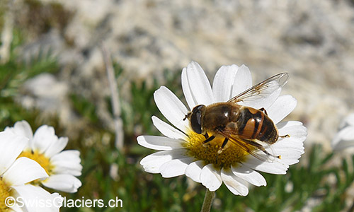 Gruebengletscher: Mistbiene (Schwebebiene, Lat.: Eristalis tenax) auf Blüte im Gletschervorfeld am 9.8.2019
