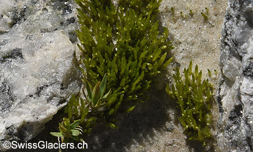 Moos im Vorfeld des Gruebengletschers am 9.8.2019.