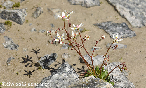Sternblütiger Steinbrech (Lat.: Saxifraga stellaris) im Vorfeld des Gruebengletschers am 9.8.2019.