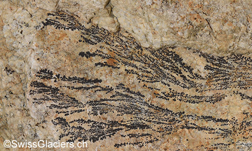 Dendriten auf Felsblock vor Hohlichtgletscher.