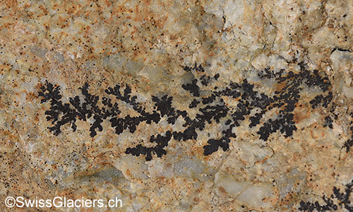 Dendriten auf Felsblock vor Hohlichtgletscher.