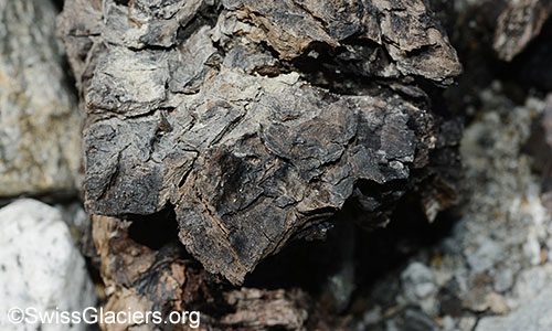 Detail des Holzfundes 1 vom 4.7.2020 vor dem Unteraargletscher.