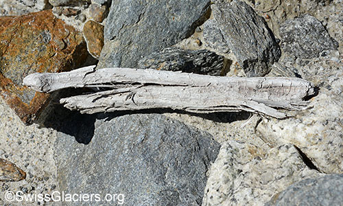 Holzfund 2 vom 4.7.2020 vor dem Unteraargletscher