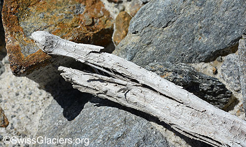 Detail des Holzfundes 2 vom 4.7.2020 vor dem Unteraargletscher.