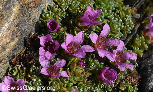 Gegenblättriger Steinbrech, Lat.: Saxifraga oppositifolia.