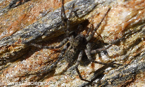 Spinne lauert auf Beute.