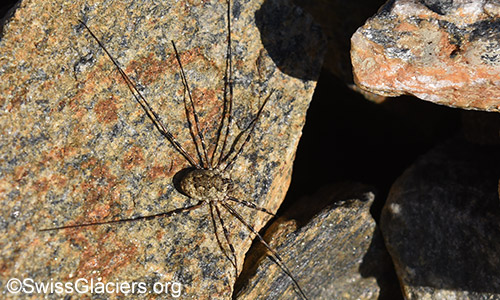 Langbeinige Spinne (Weberknecht, Lat.: Opiliones)wärmt sich auf Stein auf.