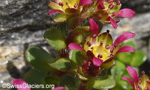 Zweiblütiger Steinbrech, Lat.: Saxifraga biflora