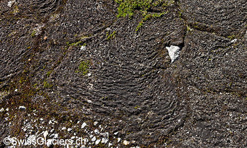 Boden auf einer Höhe von ca. 2500m ü.M. am 4.8.2019.