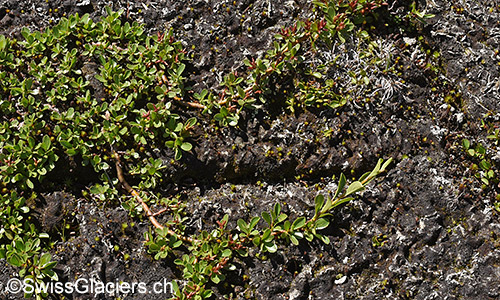 Flache, strauchartige Pflanze, welche in einem der Risse Fuss gefasst hat am 4.8.2019.