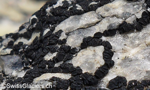 Nahaufnahme einer schwarzen Flechte auf Stein.