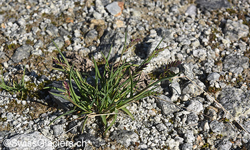 Tiefengletscher: Gräser im nördlichen Teil des Gletschervorfelds am 4.8.2019.