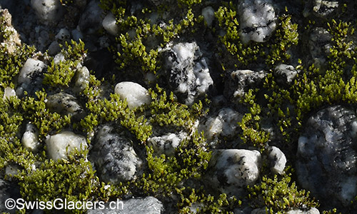 Tiefengletscher: Moos im nördlichen Teil des Gletschervorfelds am 4.8.2019.
